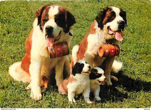 Carte postale animaux - carte,