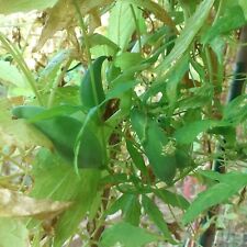 10 graines de cyclanthère –