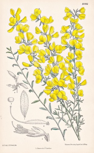 Genista cinerea région - genista,