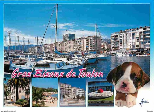 Carte postale animaux - animaux,
