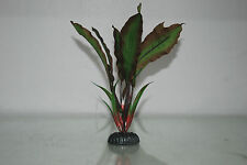 Plante en Soie Aquarium Amazon