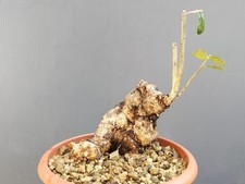 Bonsaï olivier 20 cm h en pot