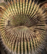 Echinocactus ingens SEEDS -