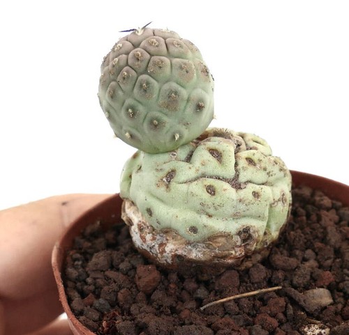 tephrocactus