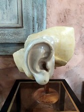 Oreille XXL grand Modèle