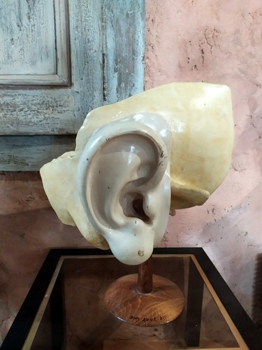 Oreille xxl grand - oreille,