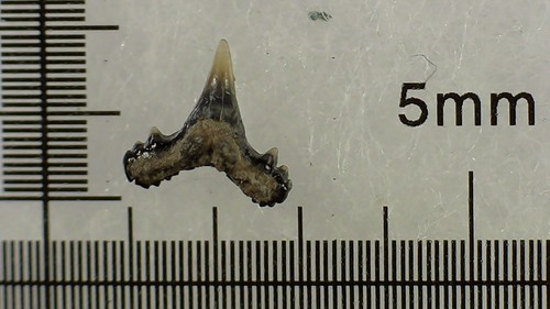 Shark tooth foumtizia - -,