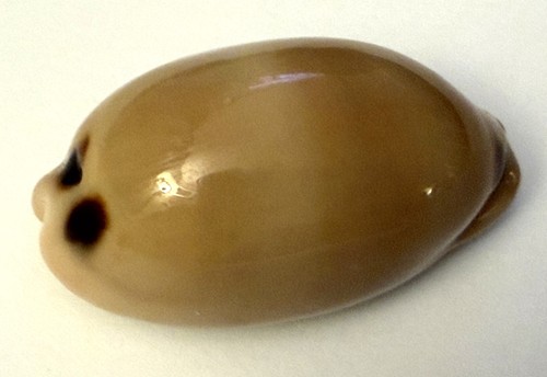 Coquillage cypraea cyprae - cypraea,
