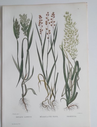 Planche botanique gravée sur - botanique,