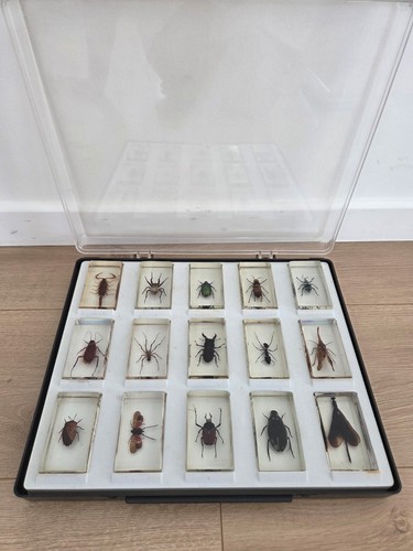 Resine avec insectes - resine,