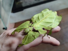 Œufs Phasmes Phyllium Giganteum X 30