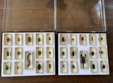 Collection de 28 inclusions d'insectes entomologie scorpion scarabée araignée