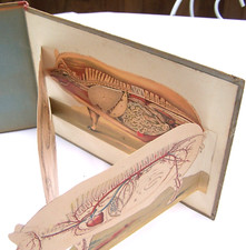 LE PORC anatomie physiologie races production hygiène et maladies Thierry 1920