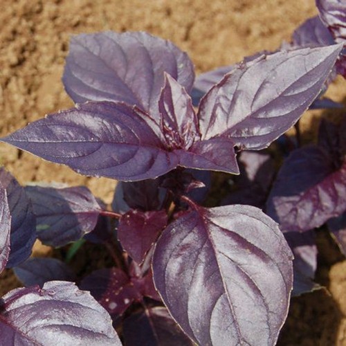 Graines basilic - graines,