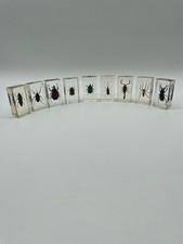 INSECTE INCLUSION RESINE