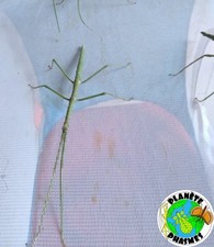 Ramulus sp "Bokor" eggs x60