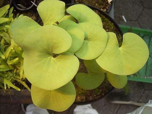 Utricularia cornigera - utricularia,
