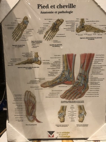 Planche anatomie pied - anatomie,