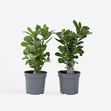 Rose du désert - Set de 2 - Adenium obesum - Hauteur 25-40cm - ⌀10,5cm