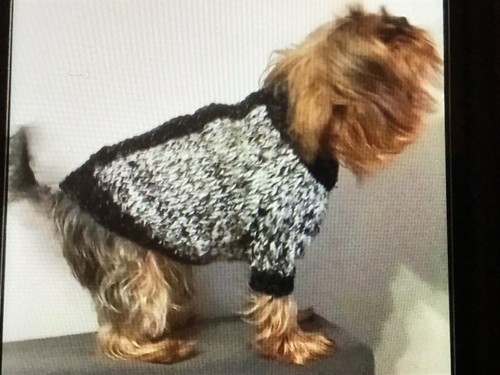 Vetement pour chien manteau - chien,,