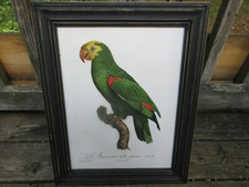 L'Amazone tete jaune Pl. 86