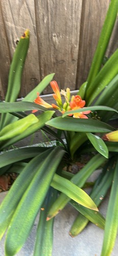 Large clivia miniata bush - 1,