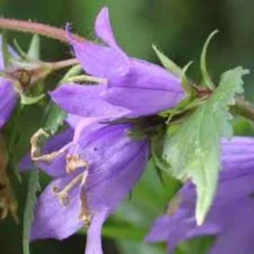 Graines campanule - graines, de