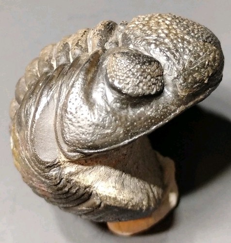Pedinopariops vegabundus - pedinopariops,