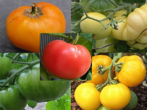 Graines tomates bio - 20,