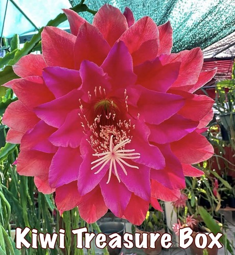 Epiphyllum kiwi treasure - -kiwi,
