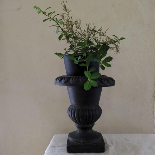 French vintage flower pot - french,