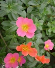 ♫ POURPIER à Fleurs Simples