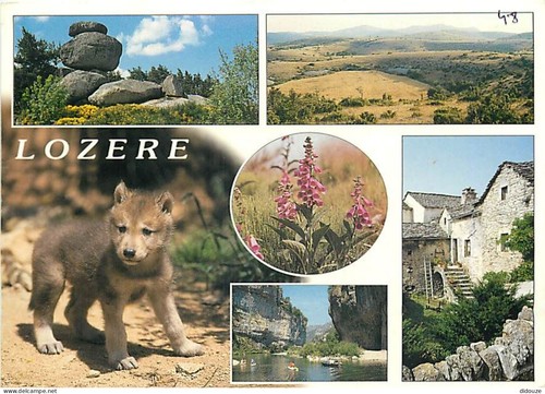 Carte postale animaux - carte,