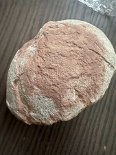 Oeuf de dinosaure-Hadrosaurus