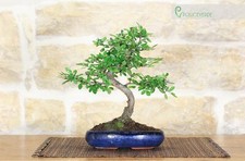 Pot bonsaï orme chinois - à, en