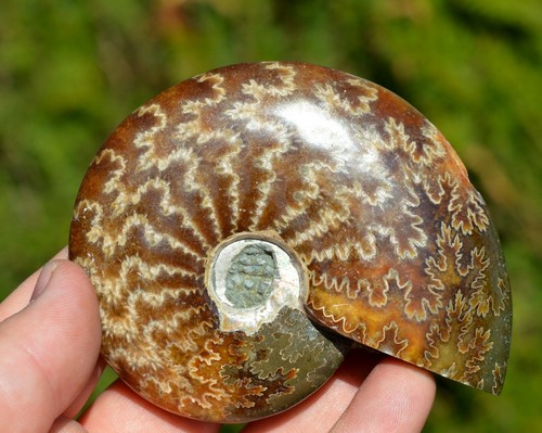 Aioloceras besairie albien - aioloceras,