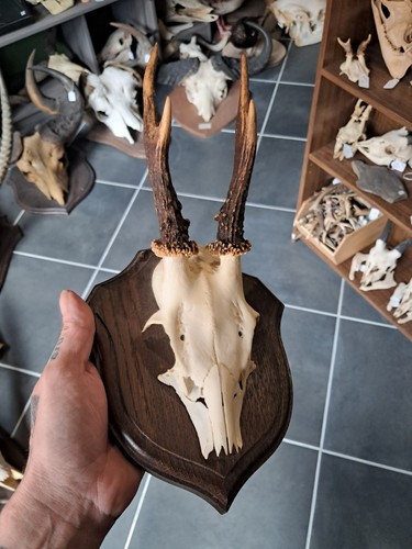 Trophée chevreuil sur - de,