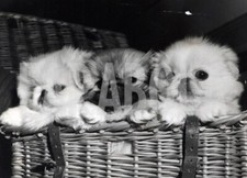Photo de presse vintage Chien