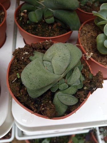 Gasteria glomerulata plante - glomerulata,
