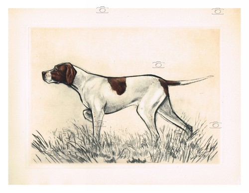 Chien pointer rfhrc - pointer, rfhrc-gravure