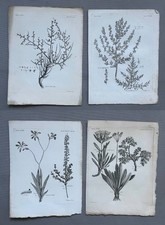 Botanique, quatre gravures
