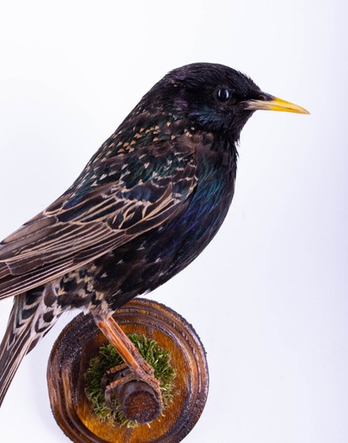 Taxidermy bird starling small - starling,