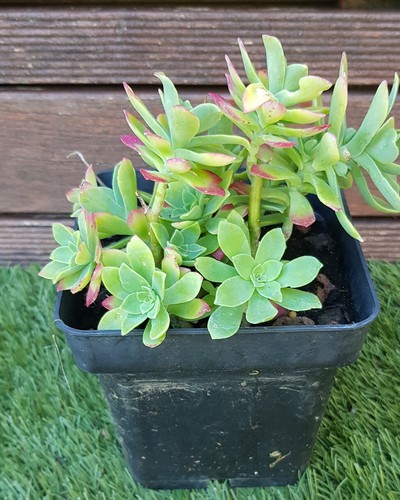 Sedum palmeri - sedum,