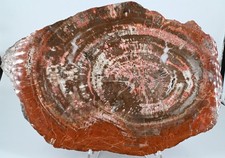 Bois petrifié de Arizona USA