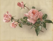 Rose Madame De Watteville