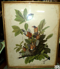Audubon OISEAU  LITHOGRAPHIE