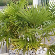 Trachycarpus fortunei -