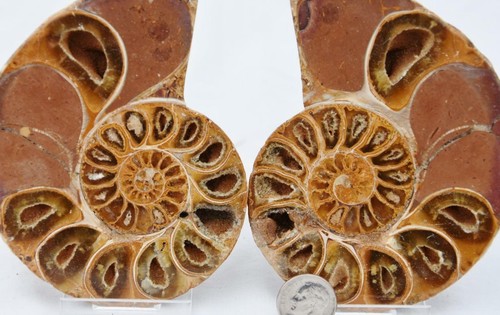 Pair ammonite rare shaped - pair, d-shaped
