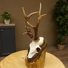 Bois De Cerf 8 Branches