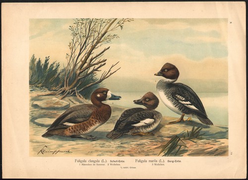 1896 grande lithographie - 1896,